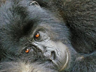 Reise in Uganda, nachdenklicher Gorilla