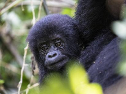 Reise in Uganda, Berggorillas aus nächster Nähe