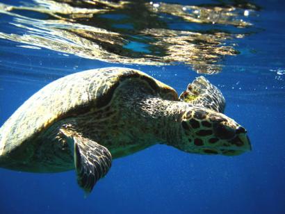 Reise in Indonesien, Schildkröte in den Gewässern um Lombok