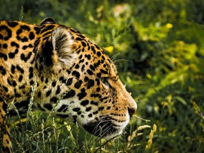 Reise in Belize, Jaguar
