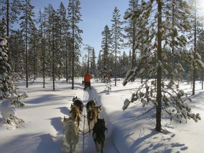 Husky-Wintertraum: Klassisch (Sa. – Sa.) Intensives Natur- und Huskyerlebnis im verschneiten Lappland mit drei Nächten in urigen Wildnishütten