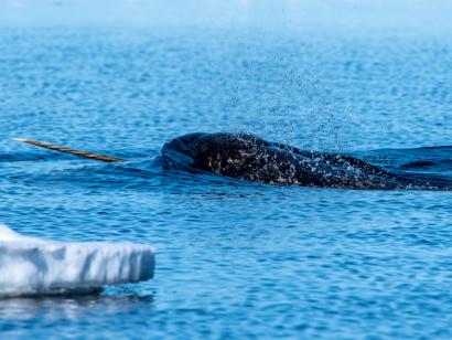 Reise in Kanada, Narwale tummeln sich an der Eiskante (Floe Edge)
