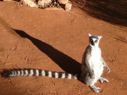Madagaskar - Entdeckungen auf der Insel der Lemuren (24 Tage Erlebnisrundreise)