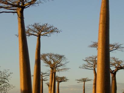 Reise in Madagaskar, Madagaskar - Reise: Fremde Welten, erhabene Momente