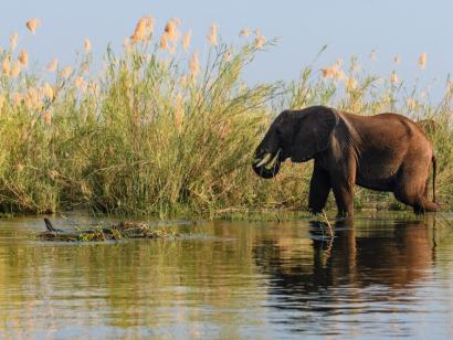 Reise in Sambia, Feinschmecker beim Abendessen: Auf den kleinen riedbestandenen Inseln im Sambesi stößt man bei einer Bootstour immer wieder auf Elefanten.