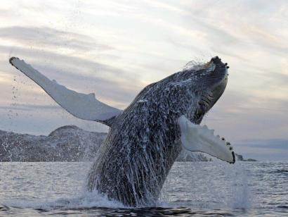 Orcas und Buckelwale unter Nordlichtern Tolle Kombination: Walbeobachtung in Minigruppen, Übernachtung in urigen Hütten und gute Nordlichtchancen