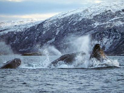 Reise in Norwegen, Buckelwale bei Nahrungsaufnahme