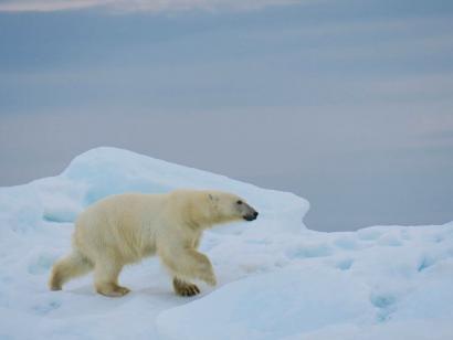 Reise in Russland, Seltener Anblick – zwei Eisbären ganz kuschelig