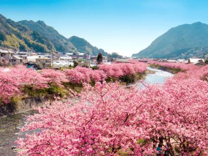 Reise in Japan, Blick auf den Fuji-san zur Kirschblüte in Shizuoka