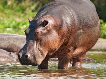 Reise in Botswana, Südafrika, Simbabwe & Botswana - Tierparadies mit tosenden Wasserfällen (feste Unterkünfte)