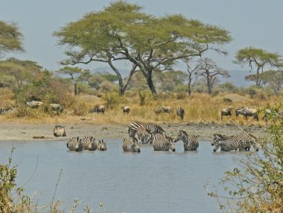 Tansania - Safari im wilden Süden 