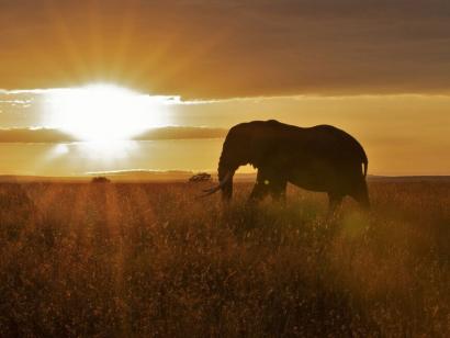 Reise in Tansania, Elefant