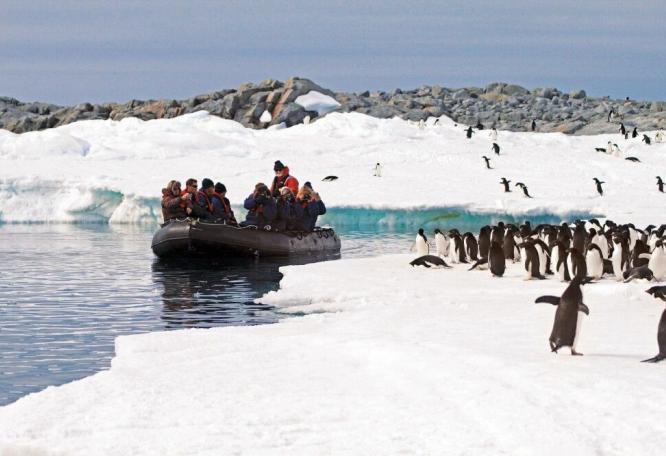 Reise in Antarktis, Hautnah an der Pinguinkolonie