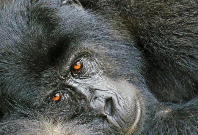 Reise in Uganda, nachdenklicher Gorilla