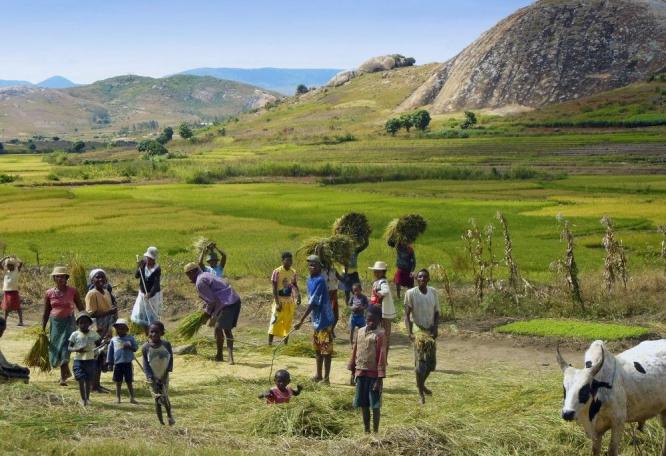 Reise in Madagaskar, Ringelschwanzmakis beim Relaxen