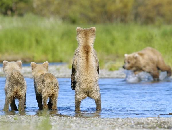 Reise in Vereinigte Staaten von Amerika, Alaska - Wildnisse Alaskas: Bären, Lachse, Gletscher