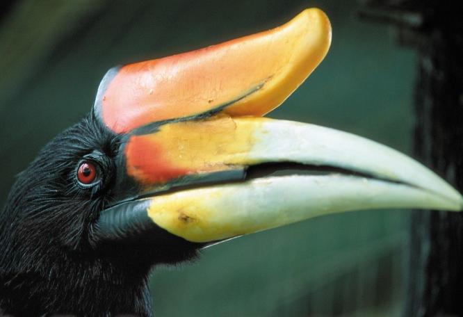 Reise in Malaysia, Nashornvogel, manchmal auch nur Hornvogel genannt, im Dschungel von Borneo