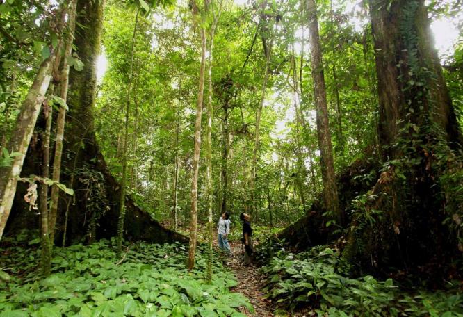 Reise in Malaysia, Regenwald im malayischen Bundesstaat Sabah