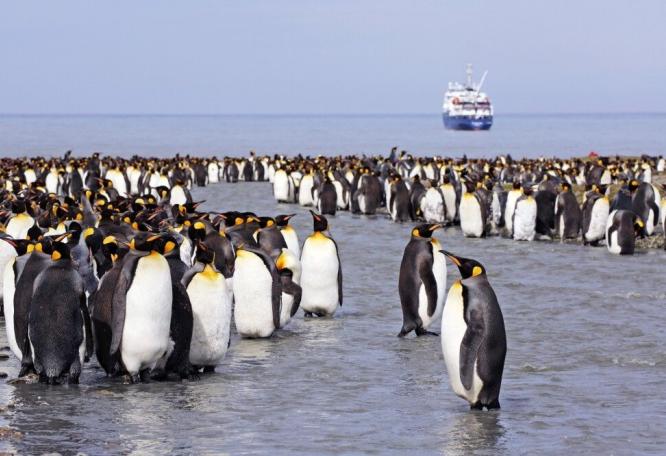 Reise in Antarktis, Pinguine in Südgeorgien