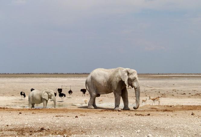 Reise in Botswana, Flusspferd in einem der Kanäle am Khwai River, Okavango-Delta