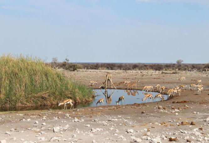 Reise in Botswana, Sundowner - typisch Afrika