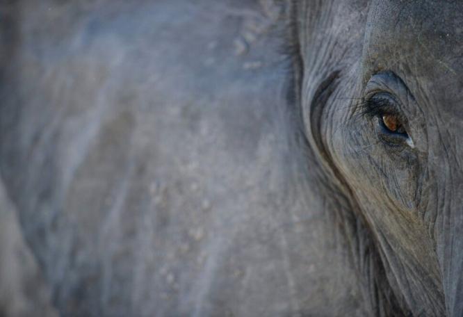 Reise in Botswana, Elefant im Okavango-Delta