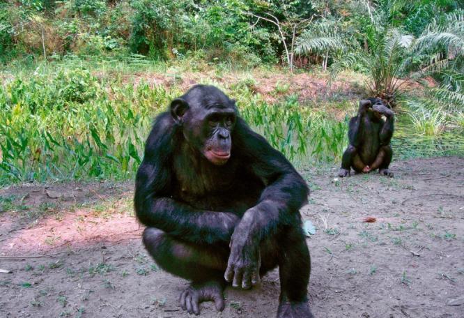 Reise in Demokratische Republik Kongo, Bonobos im Lomako Nationalpark