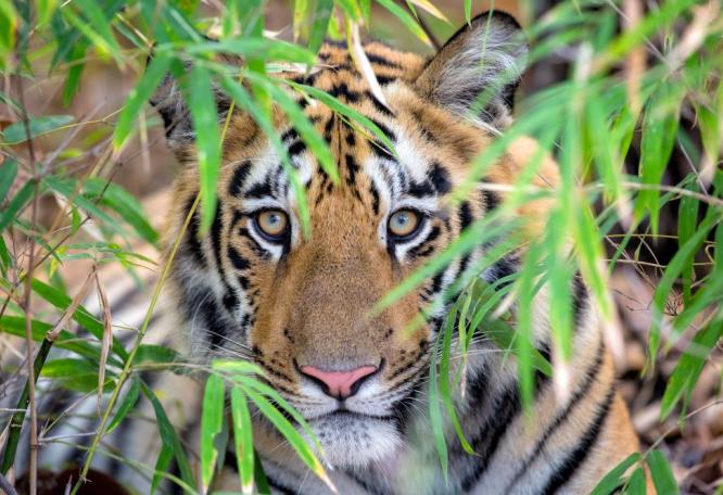 Reise in Indien, Tiger an Wasserstelle