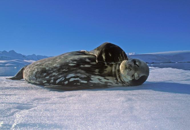 Reise in Antarktis, In der Kolonie Kaiserpinguine auf Snow Hill Island