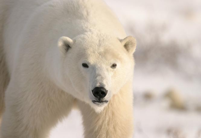 Reise in Kanada, Auf Eisbär-Pirsch an der Hudson Bay Naturreise