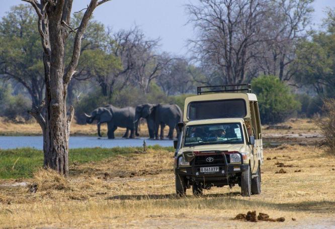 Reise in Botswana, Tüpfelhyäne beim morgendlichen Streifzug durch den Busch