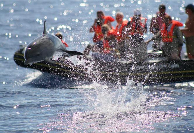 Reise in Portugal, Azoren - Pico: Delfine & Wale intensiv