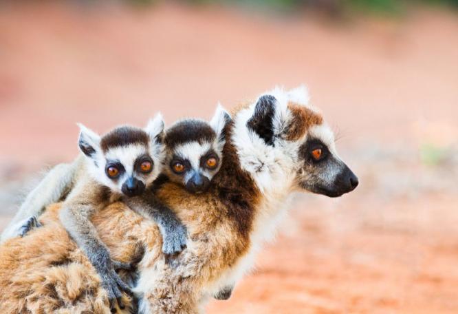 Reise in Madagaskar, Ringelschwanzmaki