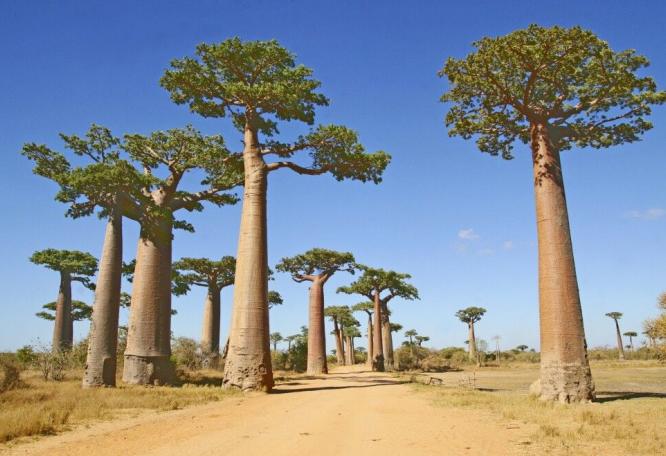 Reise in Madagaskar, Baobab-Allee