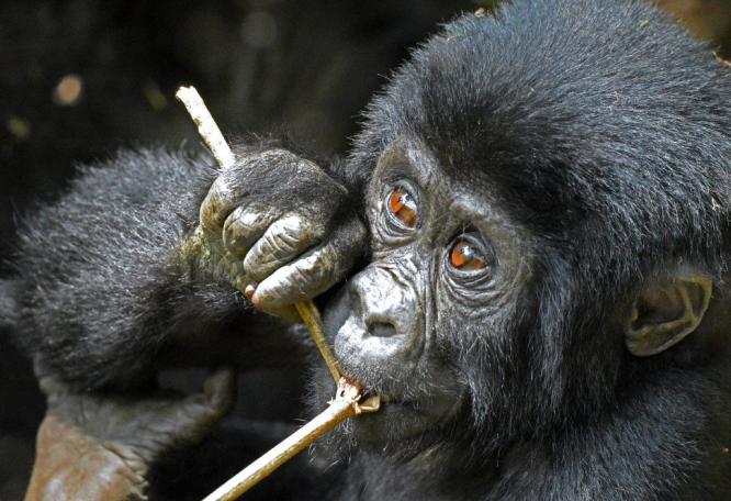 Reise in Ruanda, Auf gehts zum Gorilla Tracking im Volcanoes NP