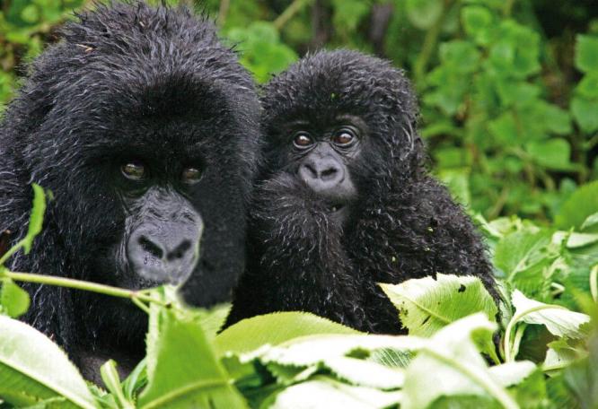 Reise in Ruanda, Gorillajunges und seine Mutter