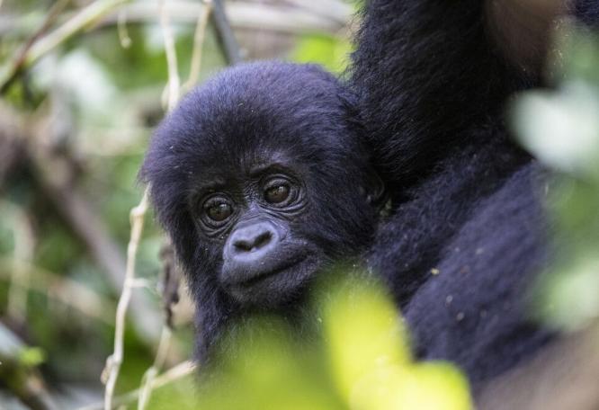 Reise in Uganda, Berggorillas aus nächster Nähe