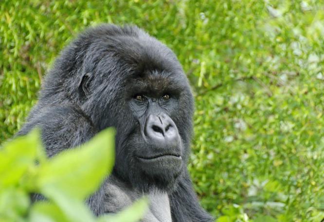 Reise in Uganda, Schimpanse