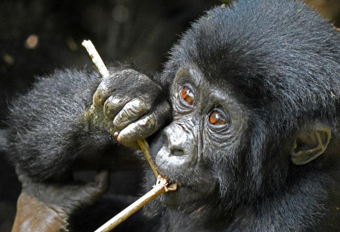 Reise in Uganda, Der durchdringende Blick eines Gorillas