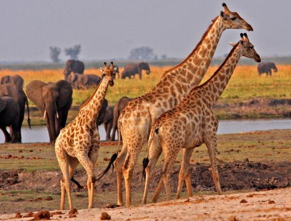 Reise in Botswana, Botswana - Im Reich der wilden Tiere