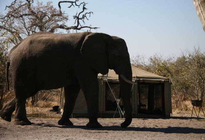 Reise in Botswana, Jeepsafari
