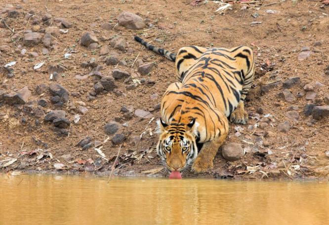 Reise in Indien, Tiger