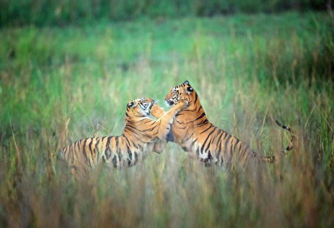 Reise in Indien, Tiger