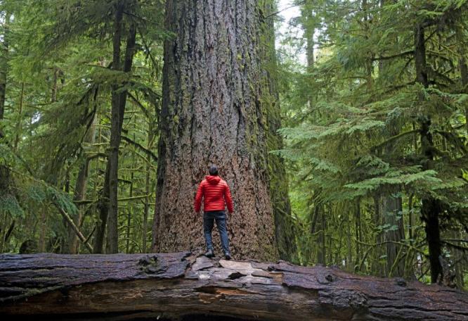 Reise in Kanada, Wanderer bewundert Riesenbäume, Cathedral Grove, Vancouver Island