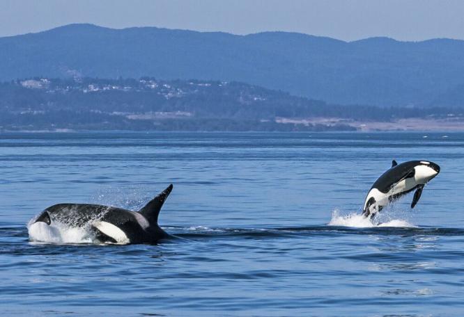 Reise in Kanada, Orcas kann man gut auf Vancouver Island beobachten