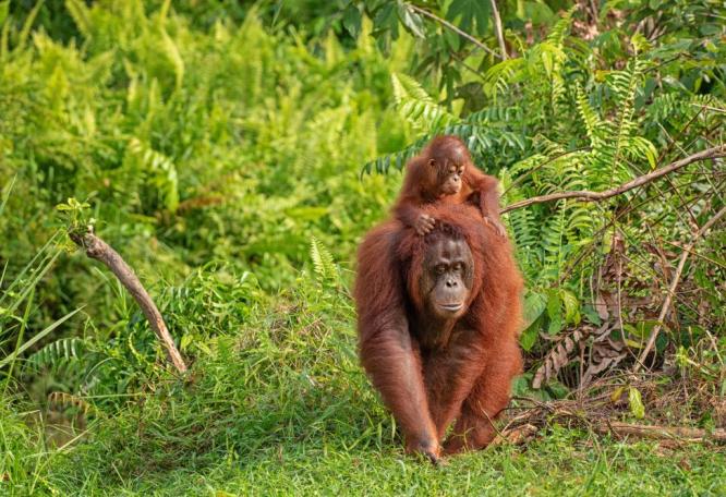Reise in Malaysia, Orang-Utan im Regenwald von Borneo