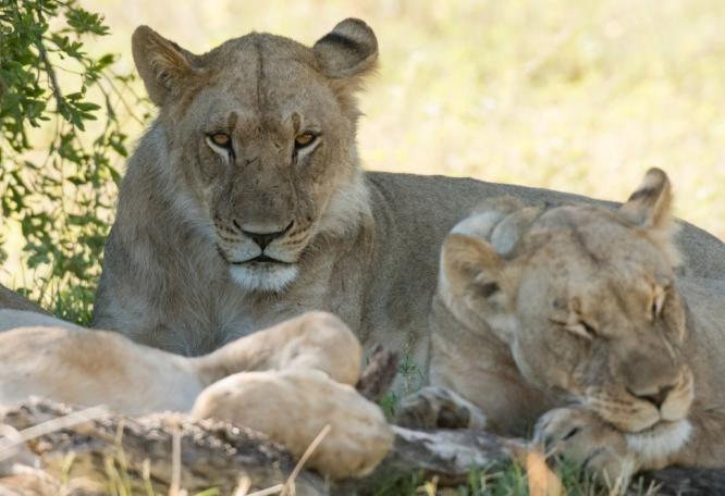 Reise in Namibia, Im Schatten dösende Löwinnen