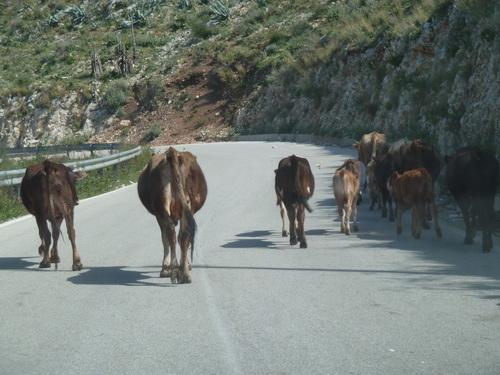 Reise in Albanien, Kühe im Straßenverkehr