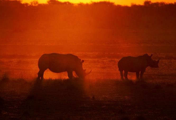 Reise in Botswana, Nashörner im Sonnenuntergang