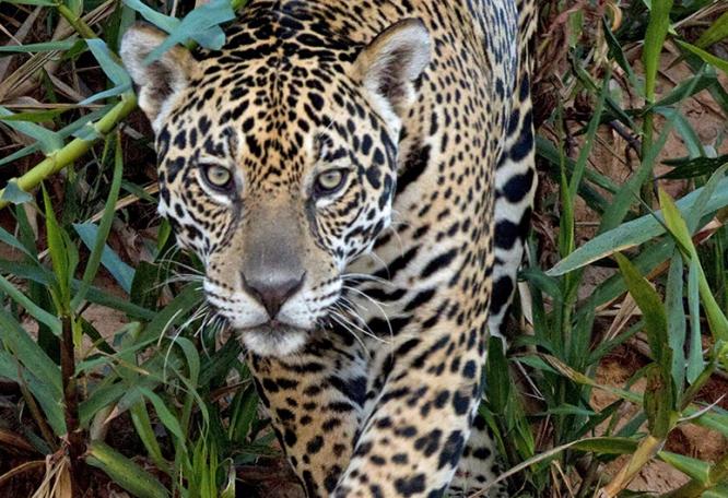 Reise in Brasilien, Jaguar im Pantanal, Brasilien